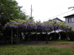 2017/05/03_氷川児童公園の藤