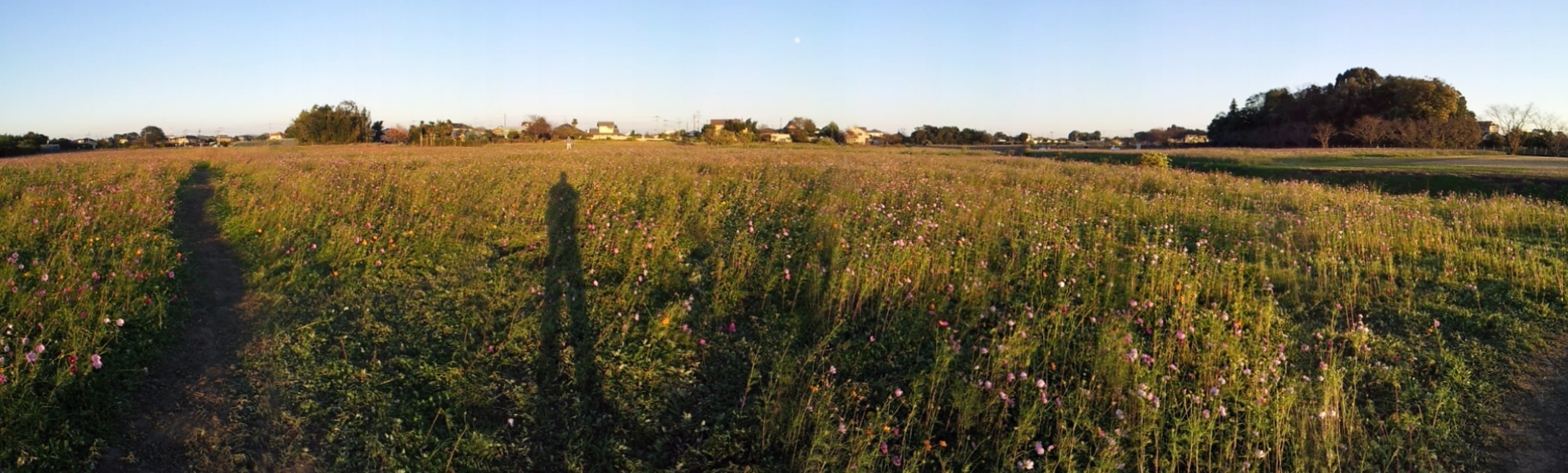 2015/10/25_夕暮れの蓮田駒崎コスモス畑