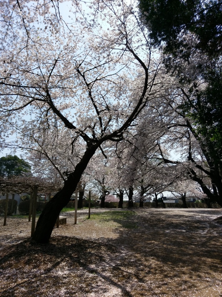 2019/04/06_氷川児童公園の桜