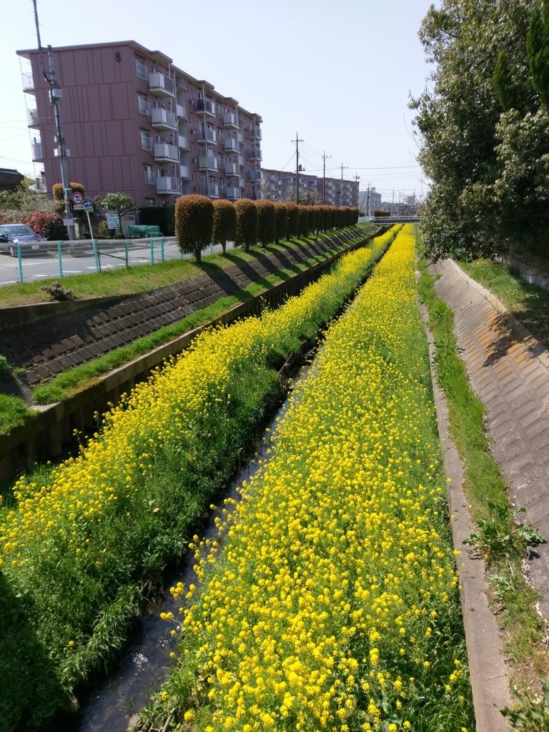 2019/04/06_芝川の菜の花