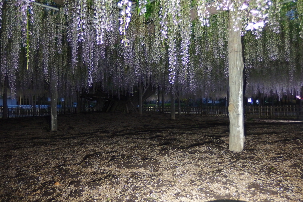 2016/05/07_玉敷公園の夕暮れ藤