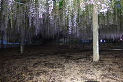 2016/05/07_玉敷公園の夕暮れ藤