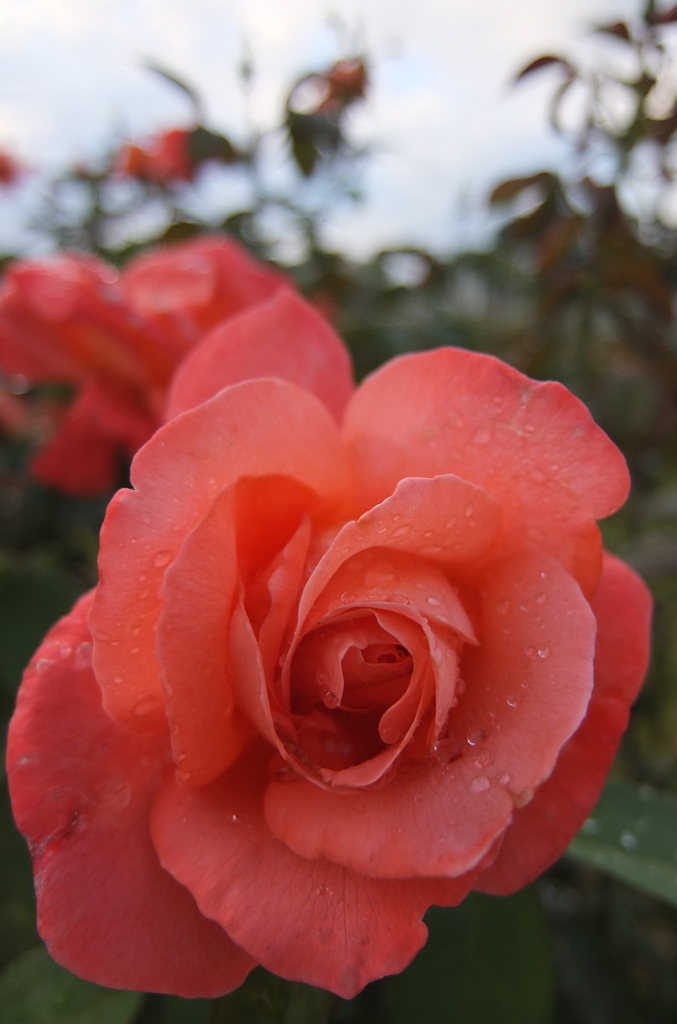 2014/06/29_雨上がりの伊奈バラ園