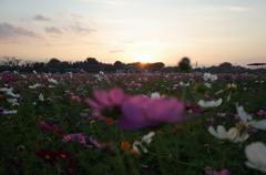 2014/10/19_夕暮れのコスモス畑