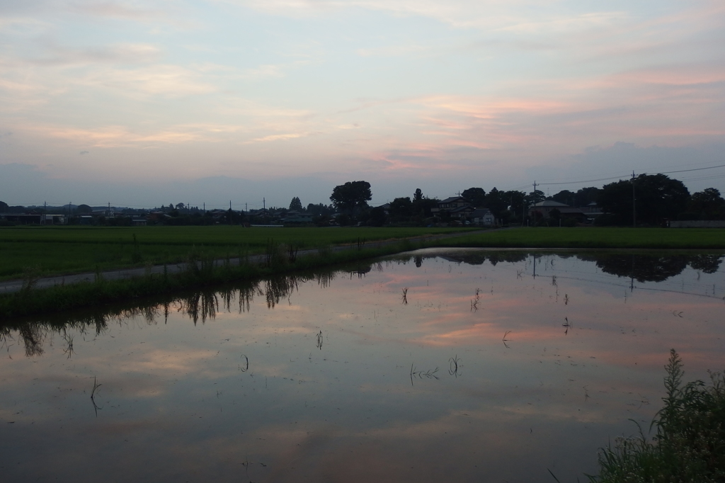 2015/07/25_水田の夕暮れ