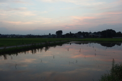 2015/07/25_水田の夕暮れ