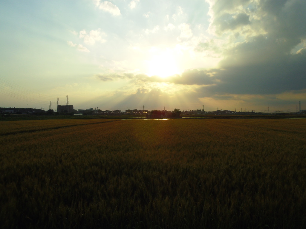 2017/05/28_麦畑の天使の梯子