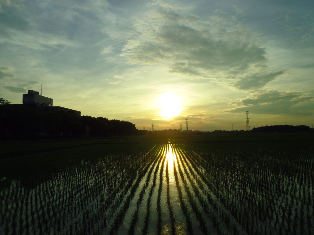 2017/07/02_水田の夕暮れ