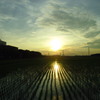 2017/07/02_水田の夕暮れ