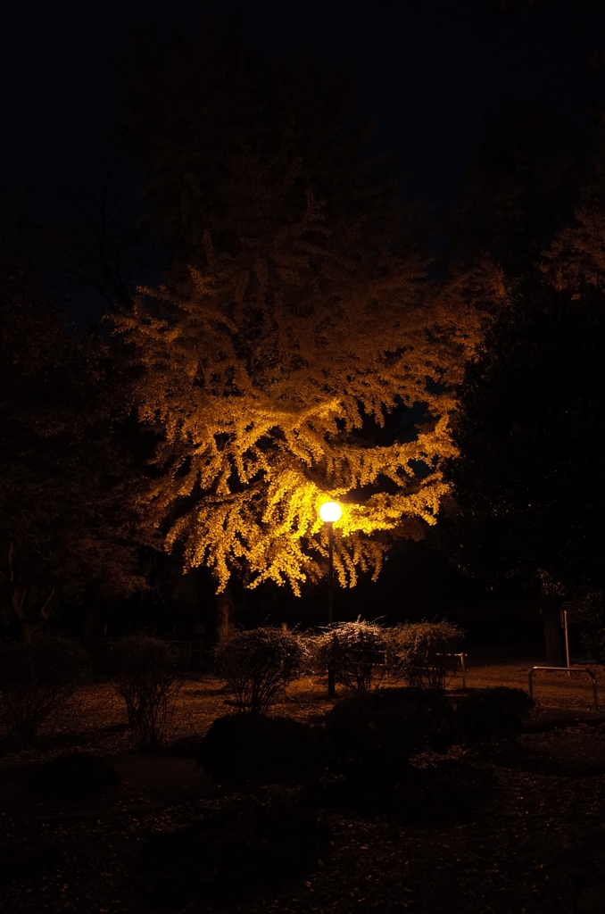 2014/11/24_夜の別所沼公園