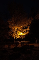 2014/11/24_夜の別所沼公園