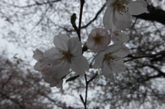 2015/03/29_曇天の桜