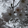 2015/03/29_曇天の桜