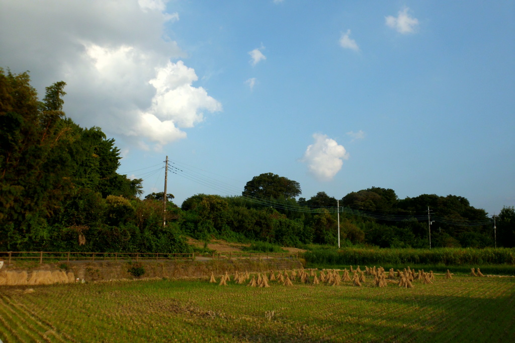 2014/09/13_収穫と夏空