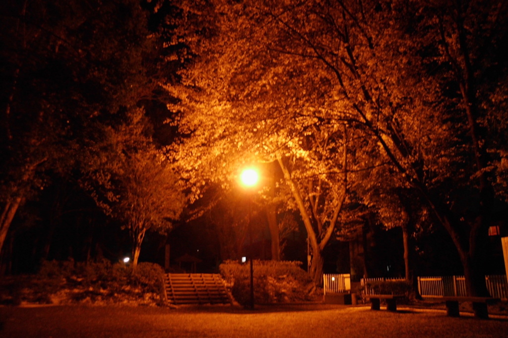 2014/04/06_氷川児童公園の夜桜