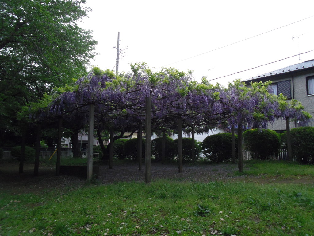 2017/05/03_氷川児童公園の藤