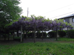 2017/05/03_氷川児童公園の藤