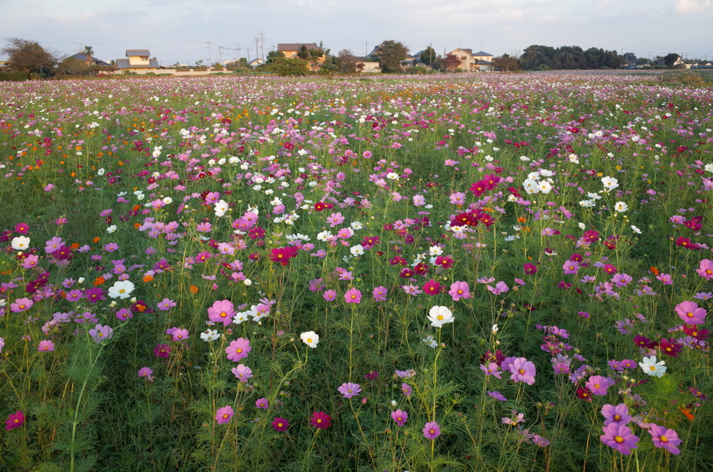2014/10/19_コスモス畑
