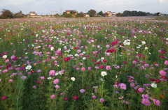 2014/10/19_コスモス畑