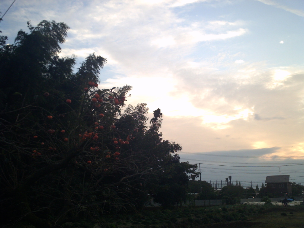 2016/10/30_夕暮れの柿の木