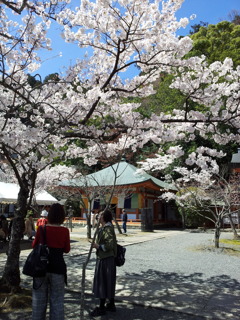 2019/04/13_鞍馬寺 桜と光明心殿