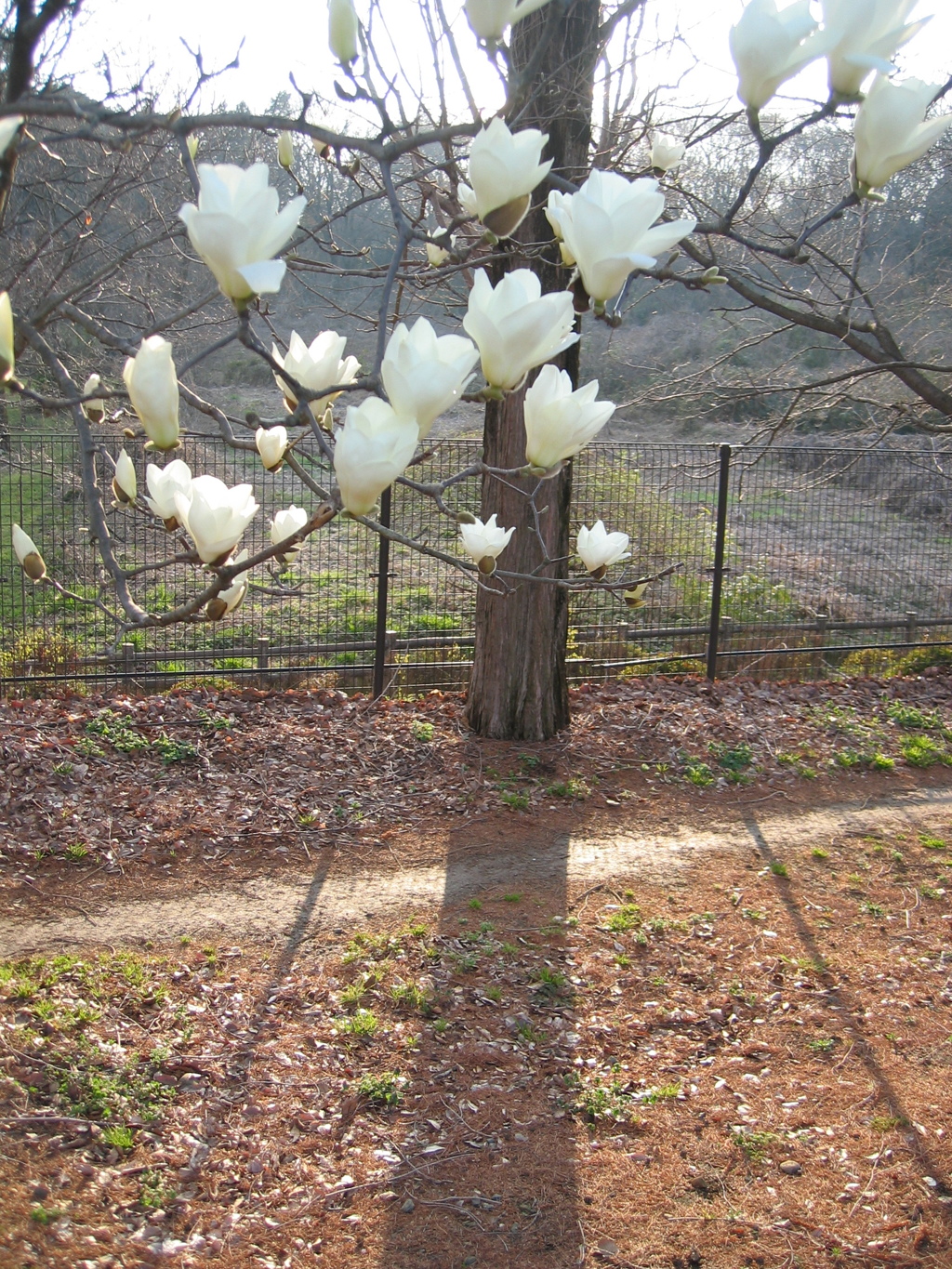 2016/03/19_花の丘農林公苑の白木蓮