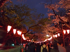 2017/04/06_上野公園の夜桜