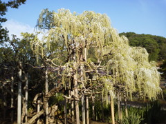 2017/05/01_あしかがフラワーパークの藤