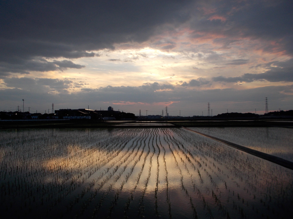 2017/06/10_水田の夕暮れ