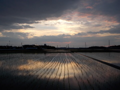 2017/06/10_水田の夕暮れ