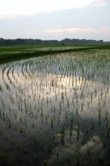 2016/07/02_水田の夕暮れ