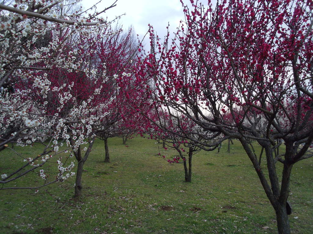 2016/02/28_花の丘農林公苑の紅白梅