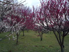 2016/02/28_花の丘農林公苑の紅白梅