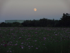 2016/10/15_蓮田駒崎コスモス畑に月