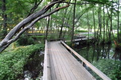 2014/06/14_伊奈町制施行記念公園の池