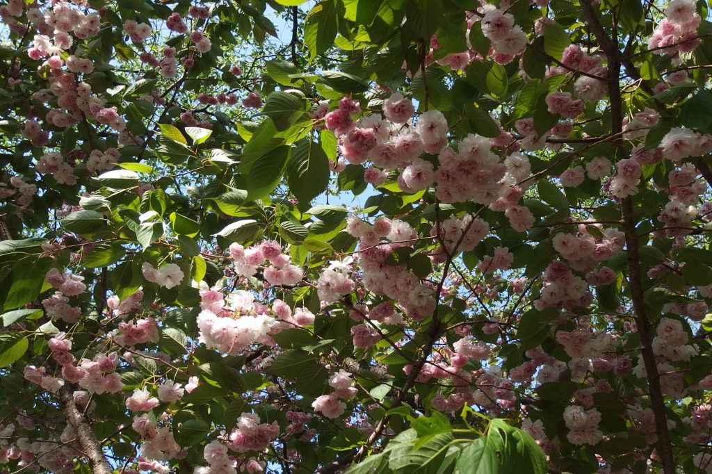 2015/04/26_権現堂堤の八重桜