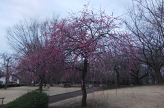 2016/02/28_花の丘農林公苑の枝垂れ梅