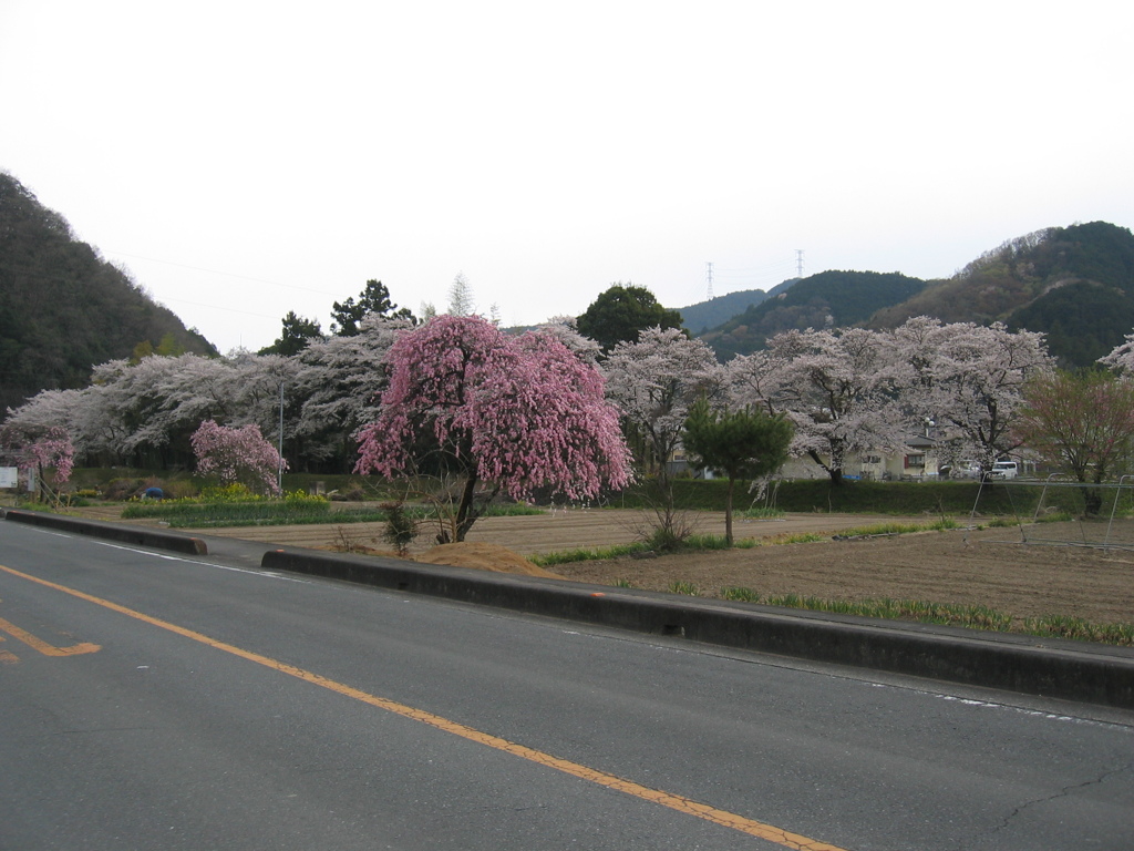 2019/04/07_外秩父の桜