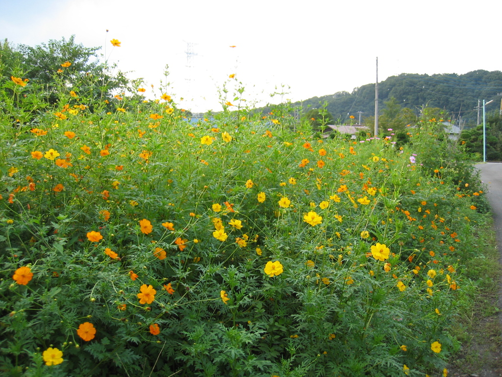 2016/09/10_キバナコスモス