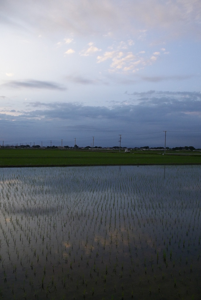 2015/06/21_水田の夕暮れ