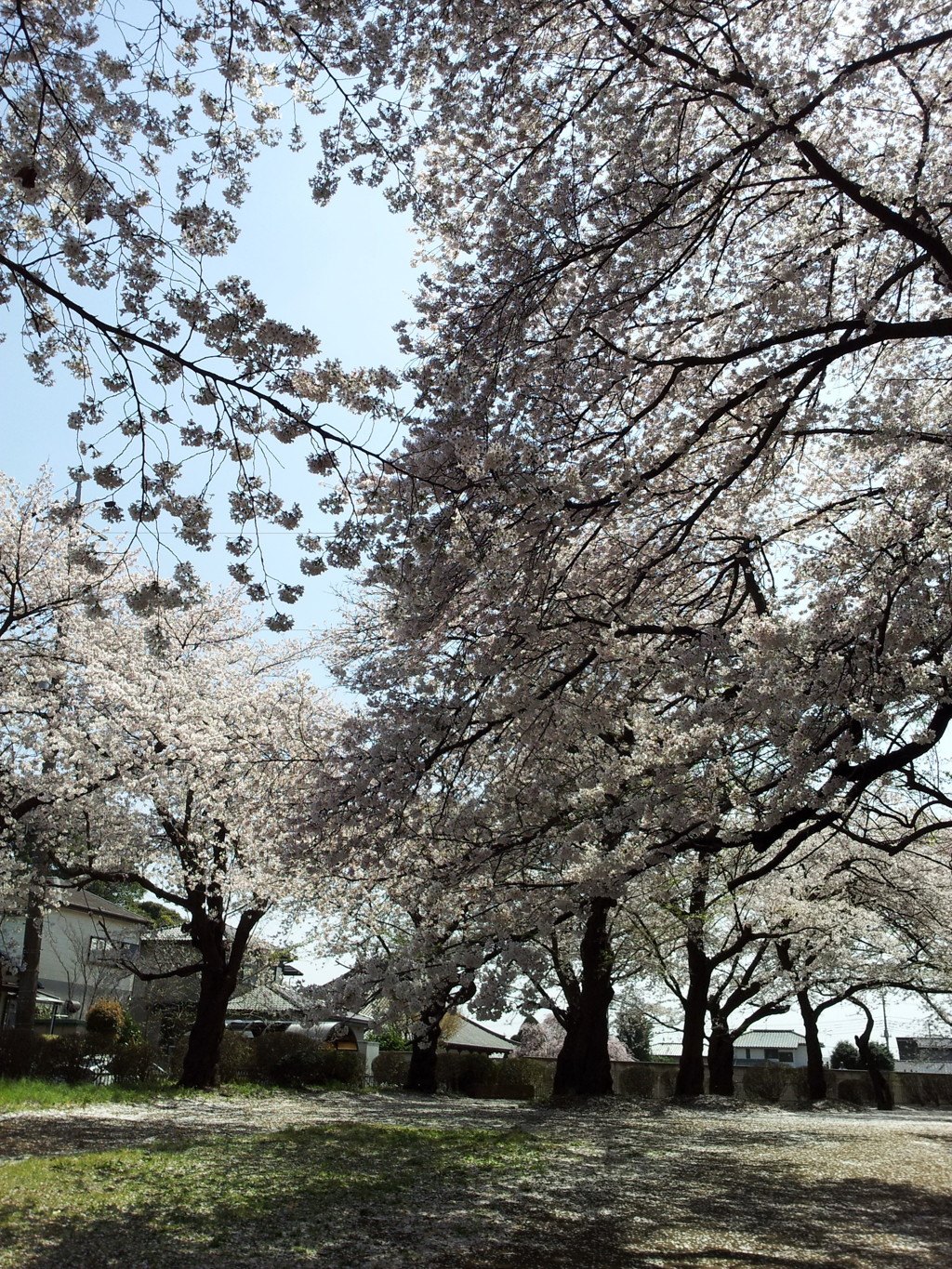 2019/04/06_氷川児童公園の桜