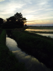 2017/07/02_用水路と水田の夕暮れ