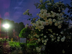 2016/05/29_夜の伊奈バラ園