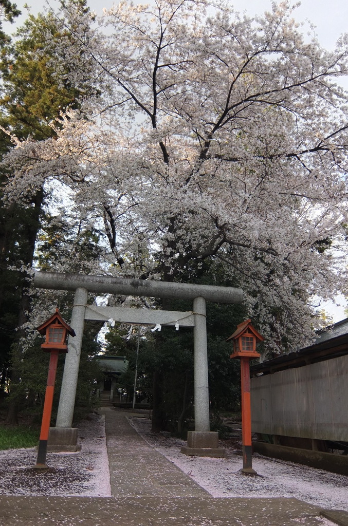 2014/04/05_伊奈崇霊社の桜