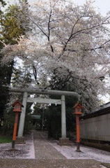 2014/04/05_伊奈崇霊社の桜