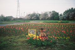 2016/04/09_花の丘農林公苑のチューリップ