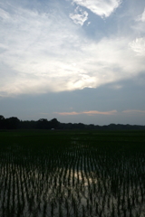 2016/07/02_水田の夕暮れ