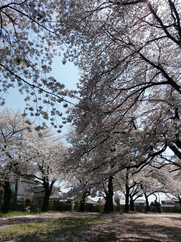 2019/04/06_氷川児童公園の桜