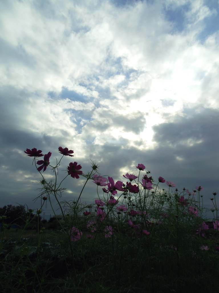 2016/10/10_曇天のコスモス