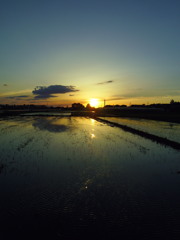 2017/06/03_水田の夕暮れ